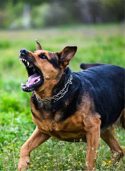 dog-bites-img